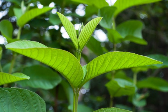 CHỮA VIÊM PHỤ KHOA BẰNG LÁ ỔI